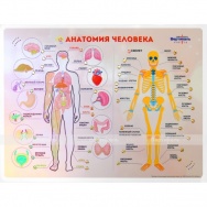 Стенд тактильно-звуковой «Анатомия человека» с индукционной петлей